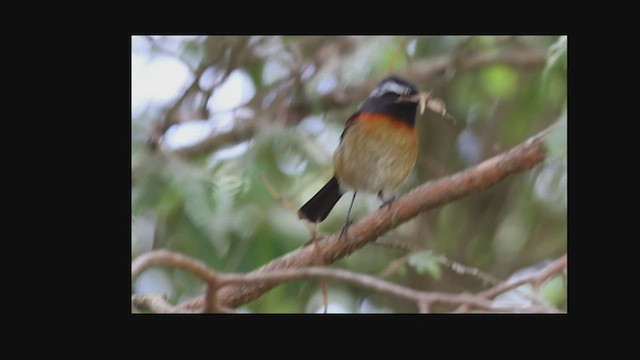 Collared Bush-Robin - ML592786211