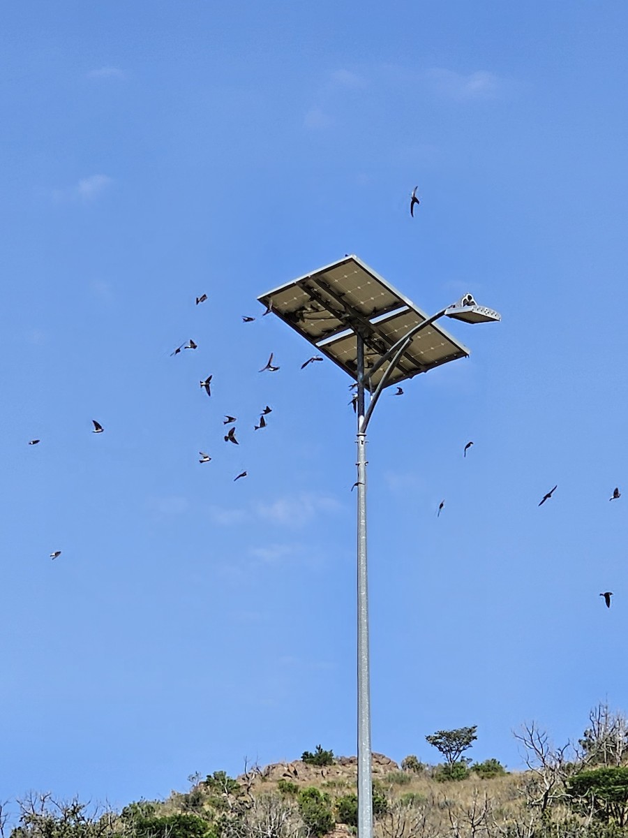 Red-rumped Swallow - ML592786851