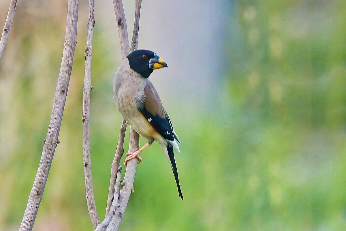 Yellow-billed Grosbeak - ML592787611