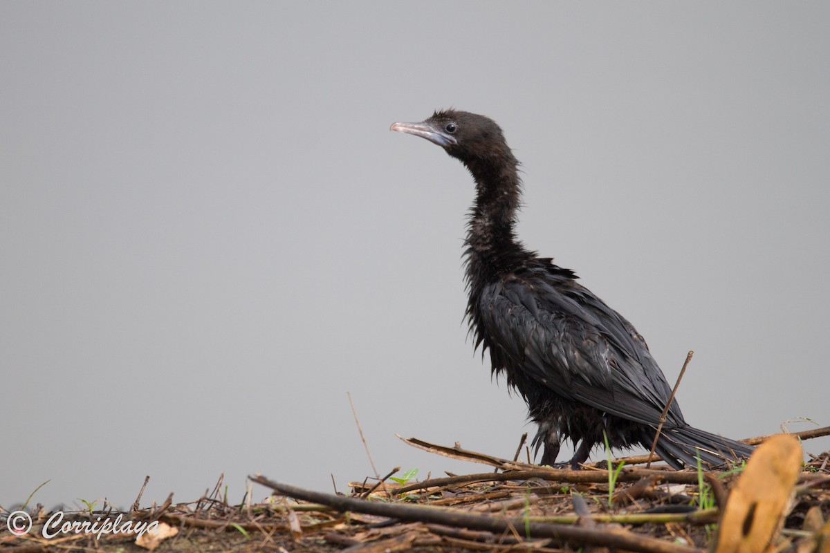 Little Cormorant - ML592787761