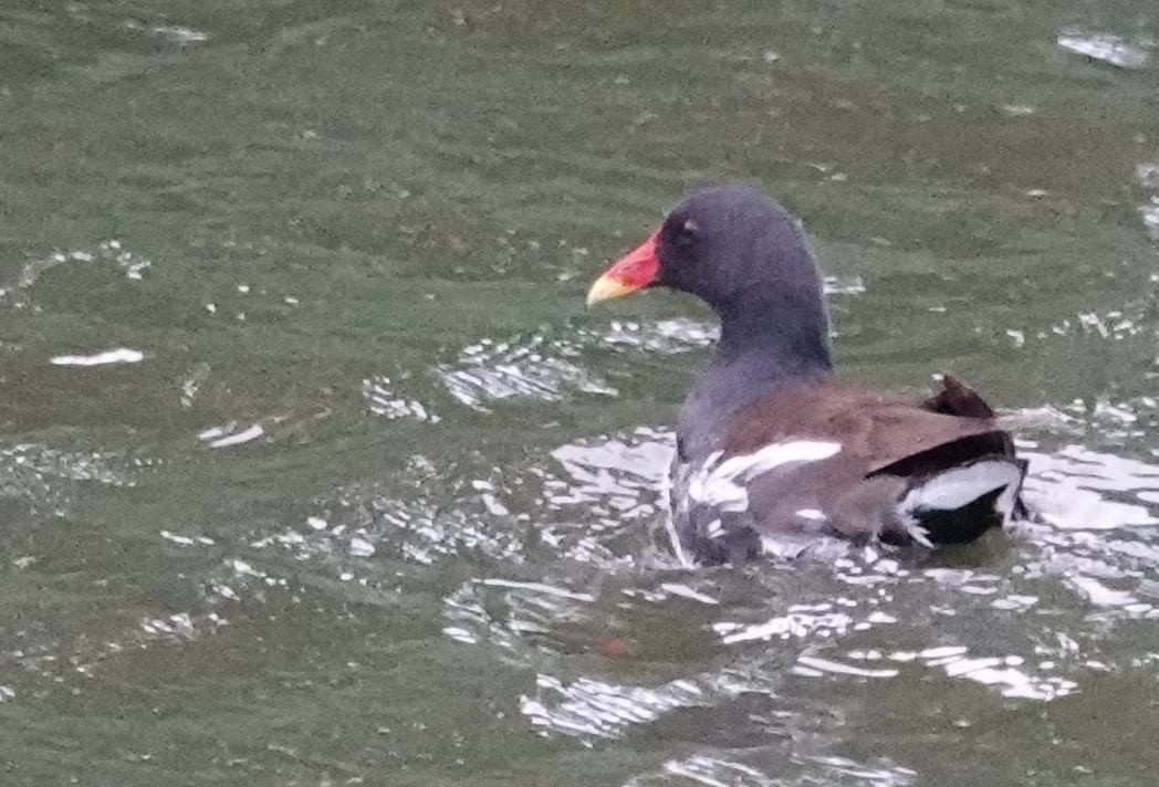 Eurasian Moorhen - ML592787821