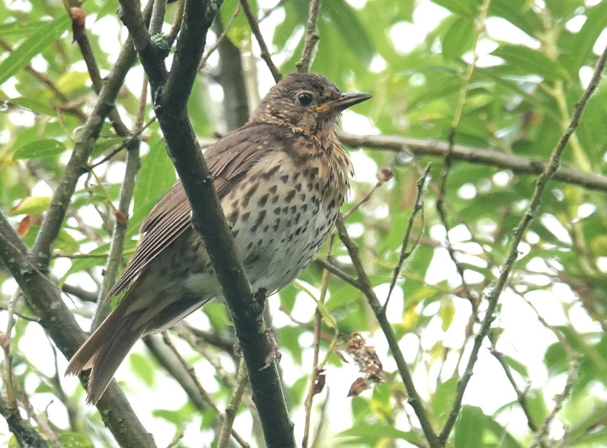 Song Thrush - ML592788661