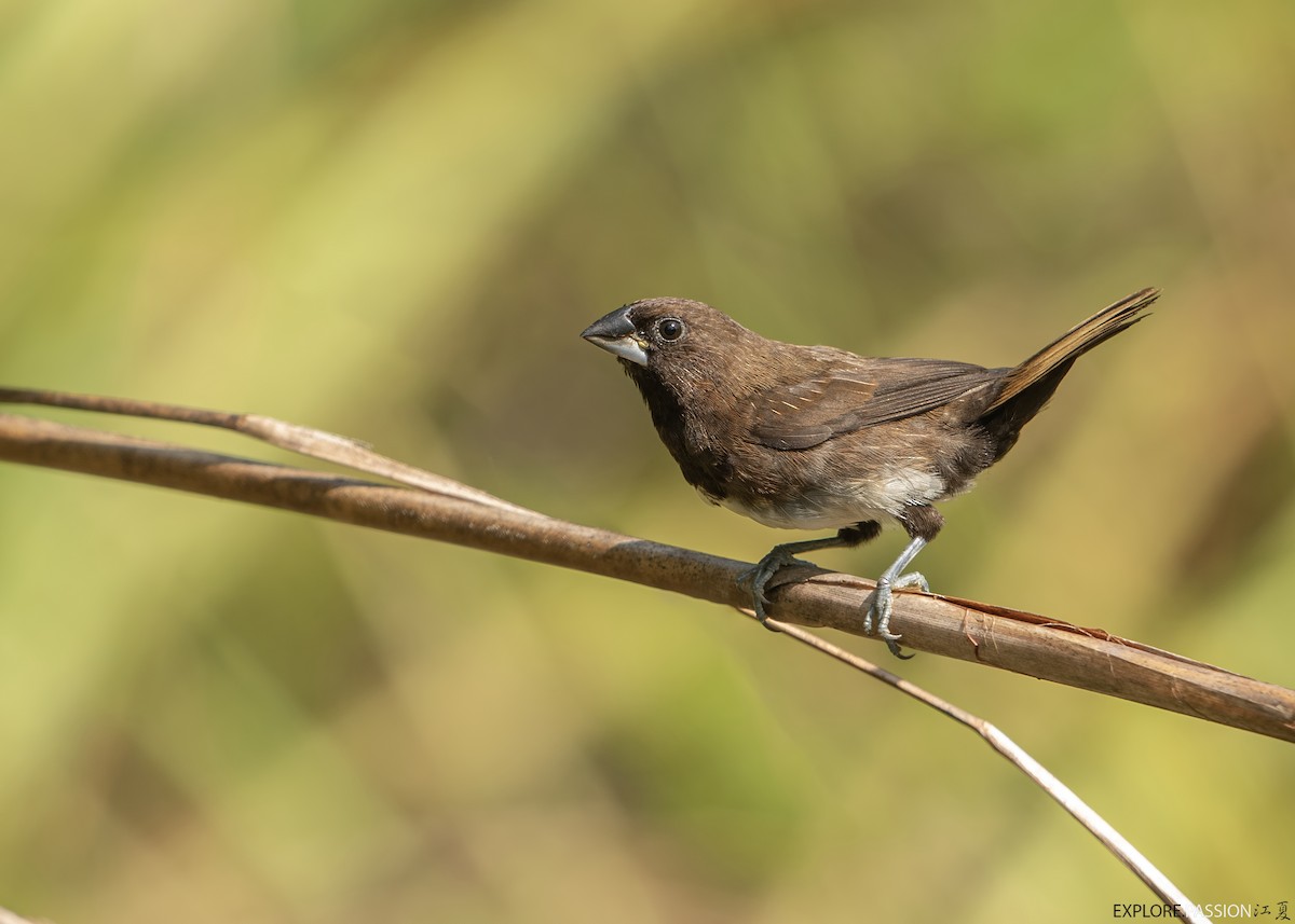 White-bellied Munia - Wai Loon Wong