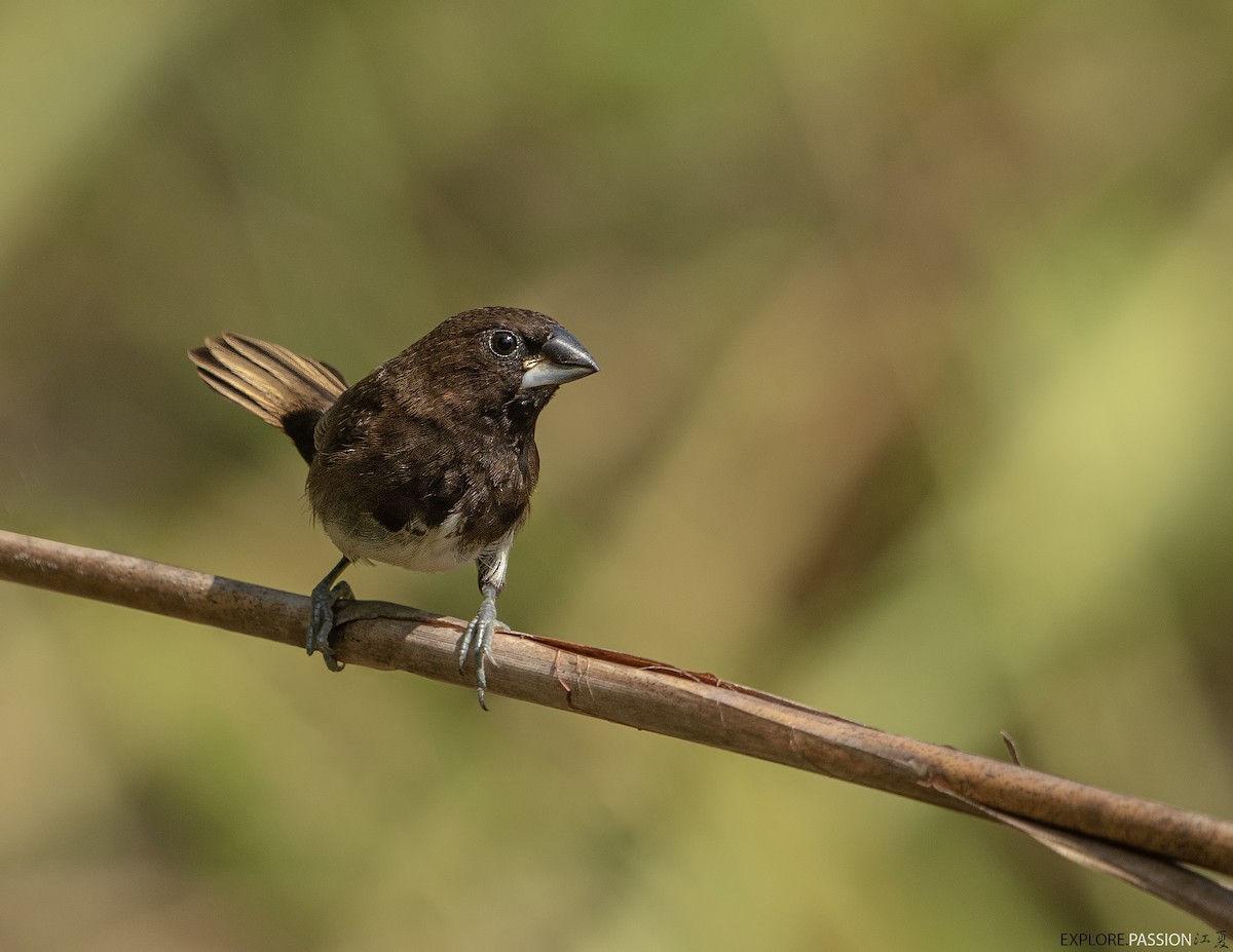 White-bellied Munia - Wai Loon Wong