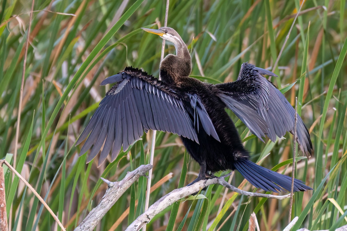 Oriental Darter - Steve Potter