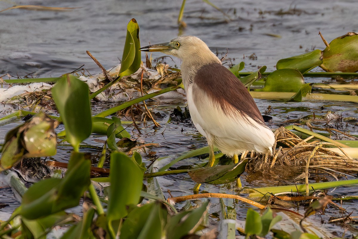 Indian Pond-Heron - ML592789841