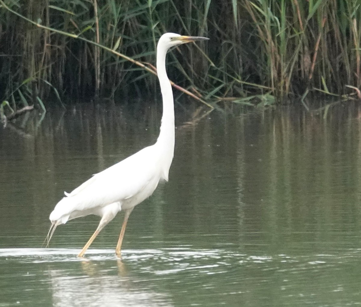 Great Egret - Jason Vassallo