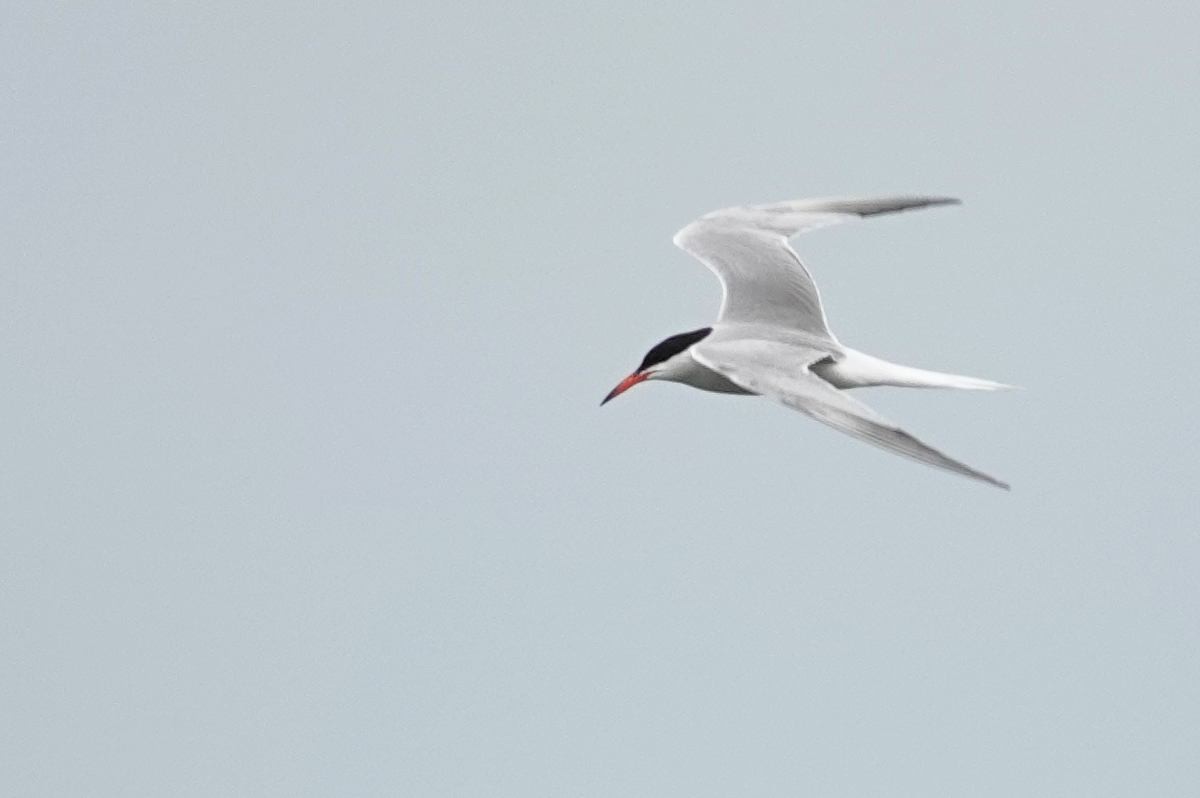 Крячок річковий - ML592790031