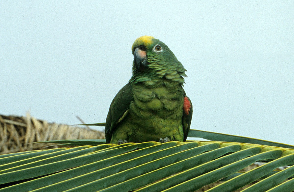 Amazone à front jaune - ML592790451