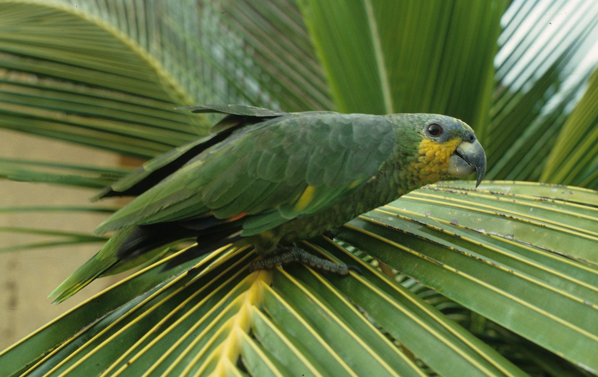 Orange-winged Parrot - ML592790471