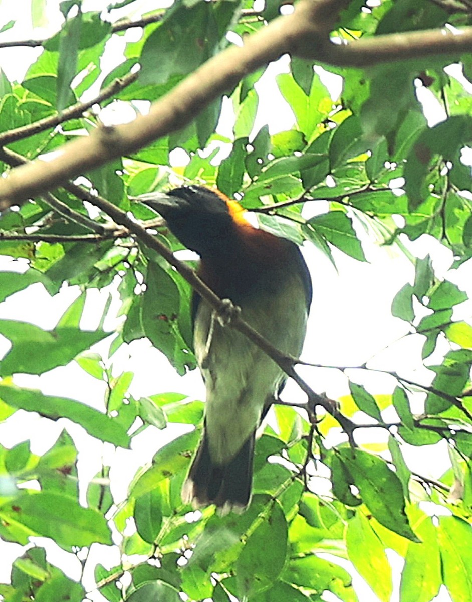 Golden-naped Weaver - ML592790681