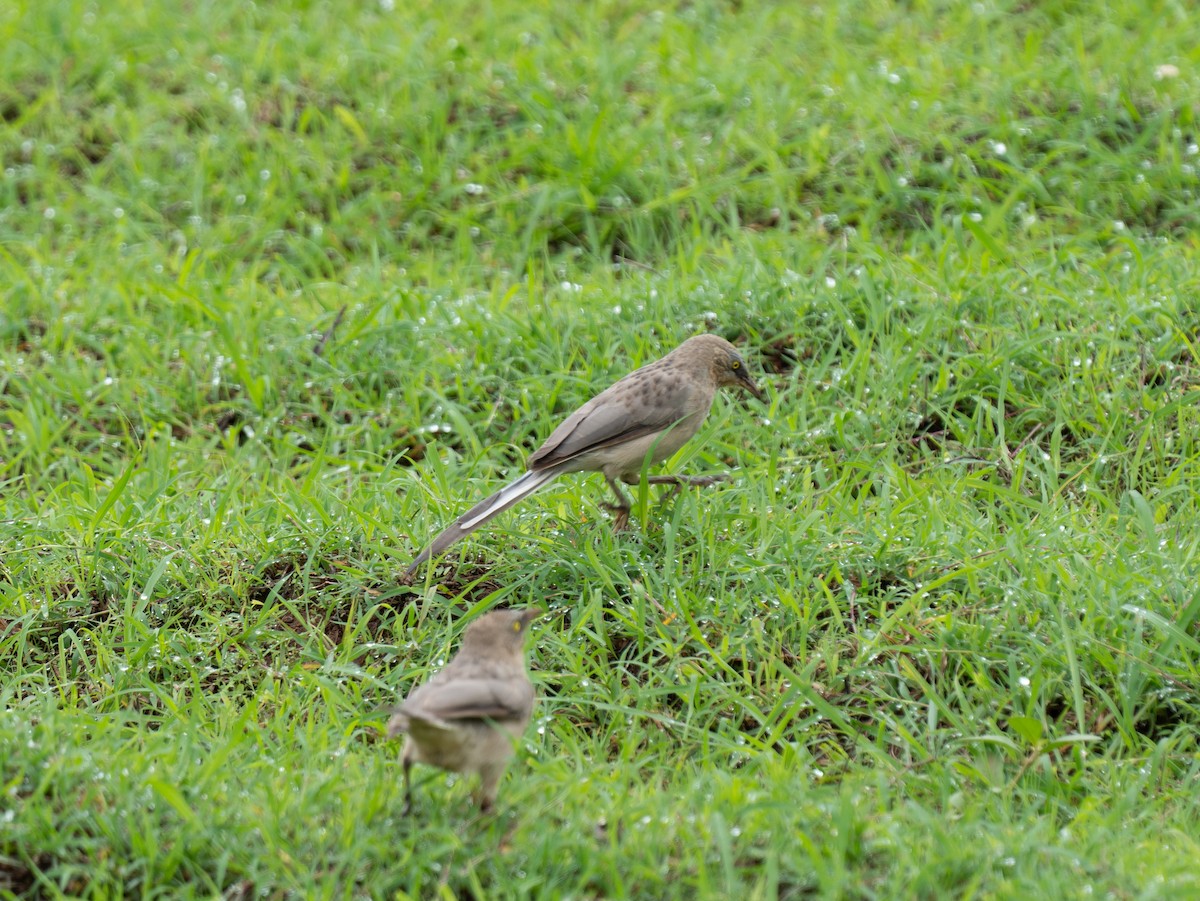 Large Gray Babbler - ML592791361