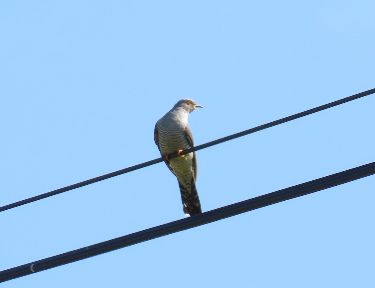 Common Cuckoo - Guilherme Gonçalves