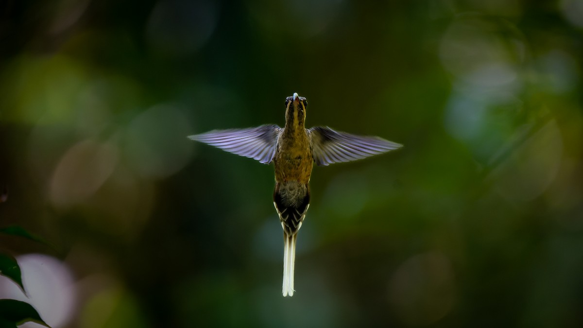 Long-tailed Hermit - Aldrey Cruz