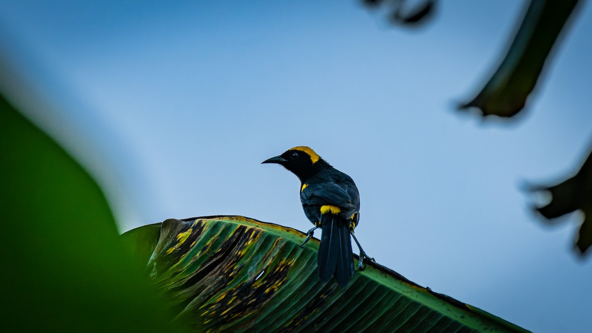 Epaulet Oriole (Moriche) - Aldrey Cruz