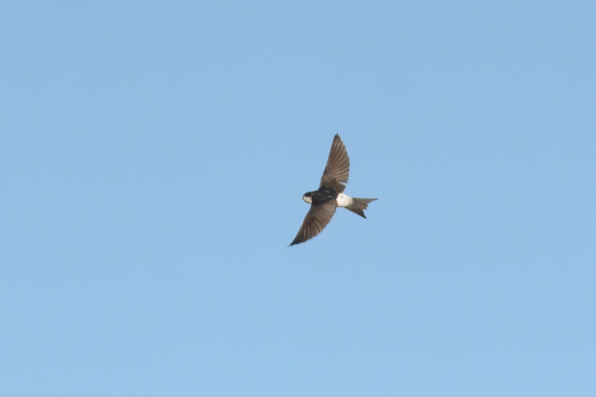 Western House-Martin - Ergün Cengiz