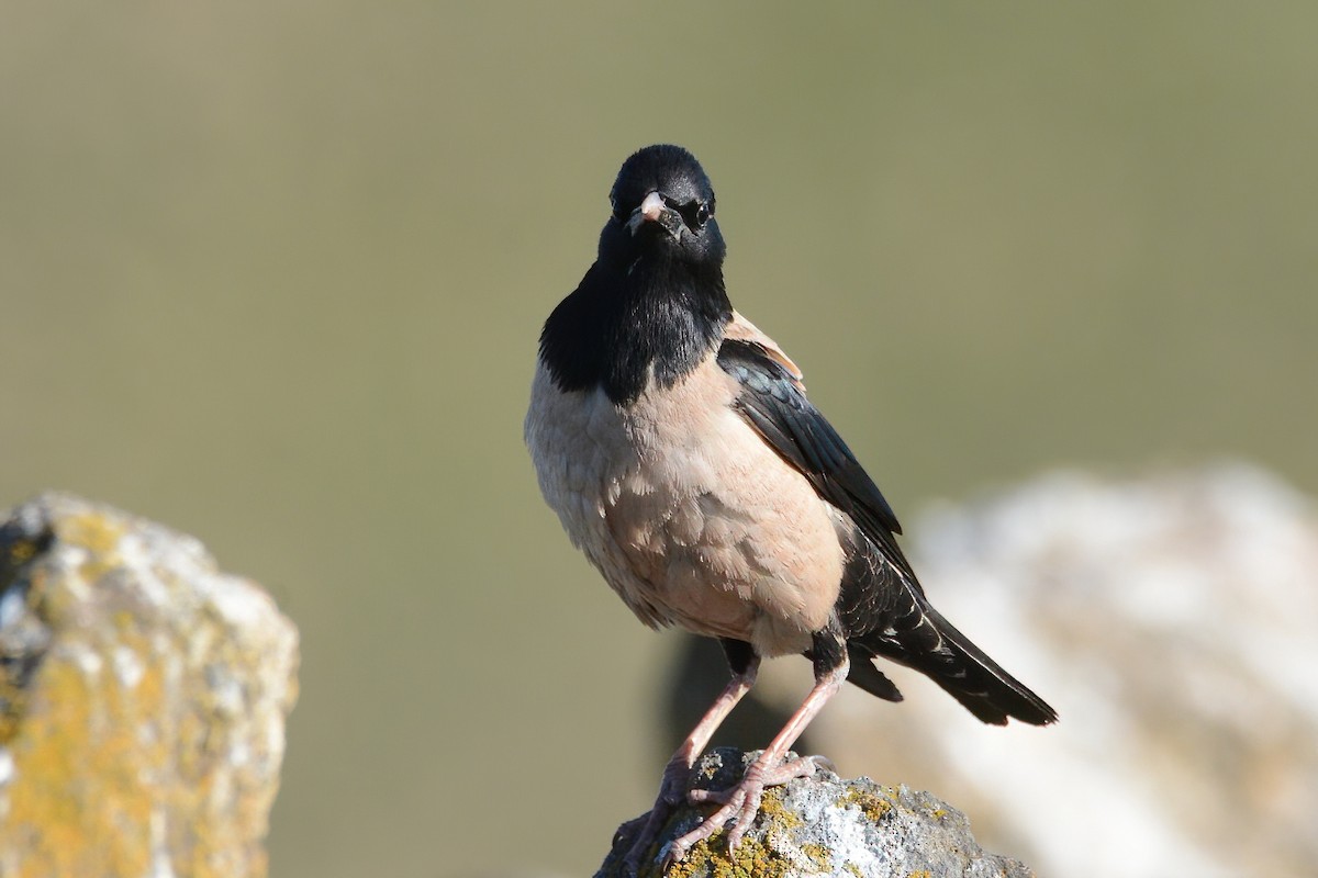 Rosy Starling - ML592793161