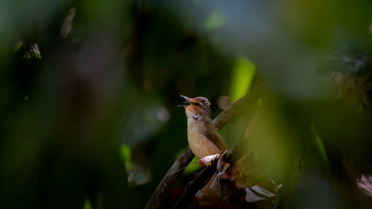 Riverbank Warbler (Northern) - Aldrey Cruz