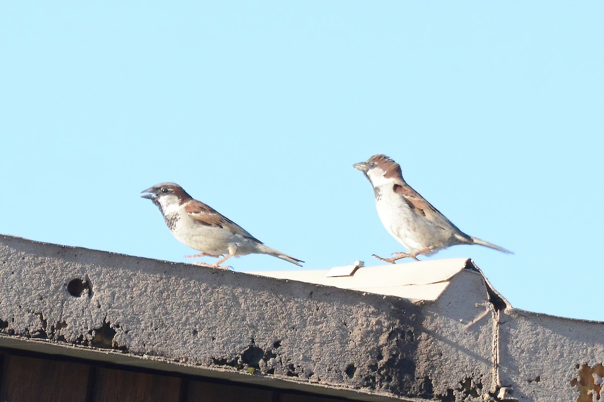 House Sparrow - Ergün Cengiz