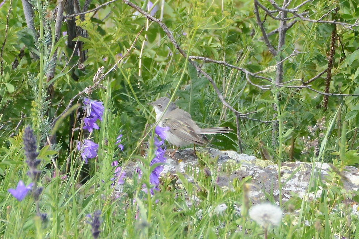 Greater Whitethroat - Ergün Cengiz