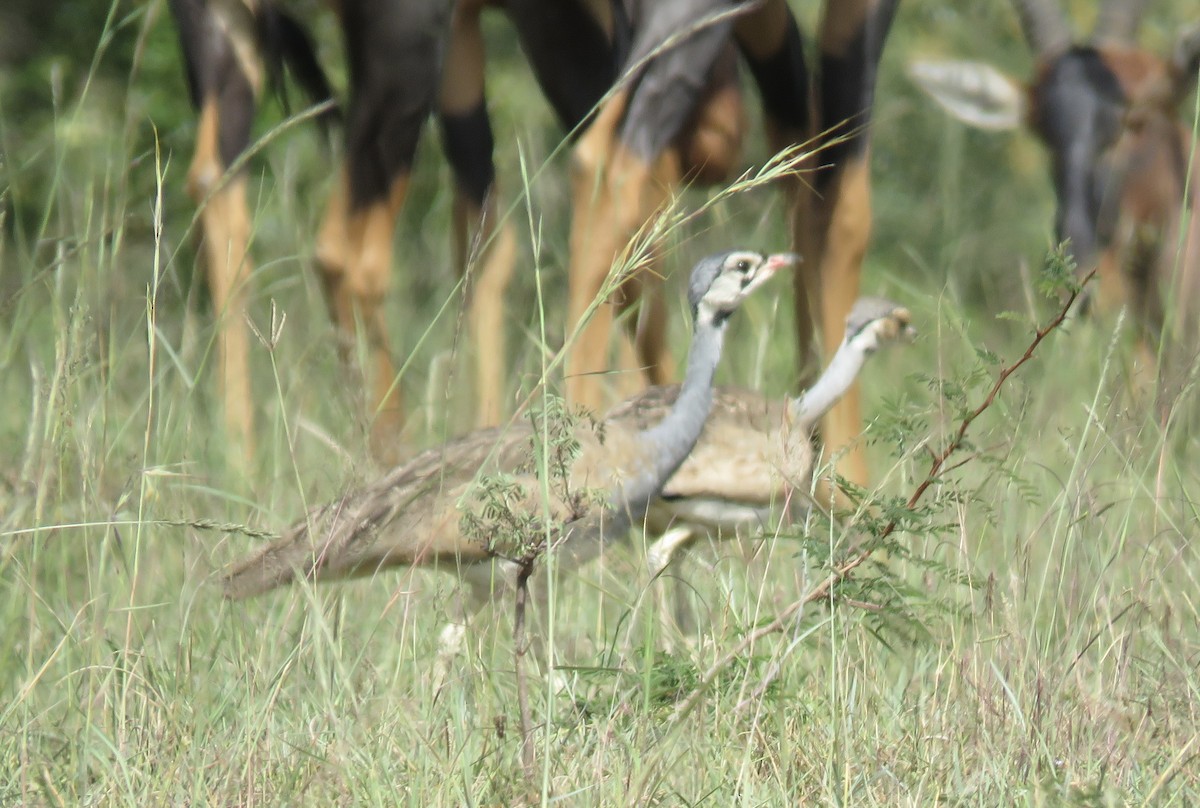 White-bellied Bustard - ML592793751