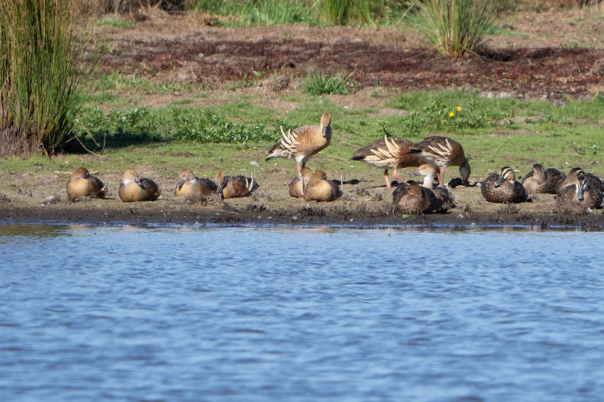 Plumed Whistling-Duck - ML592794291