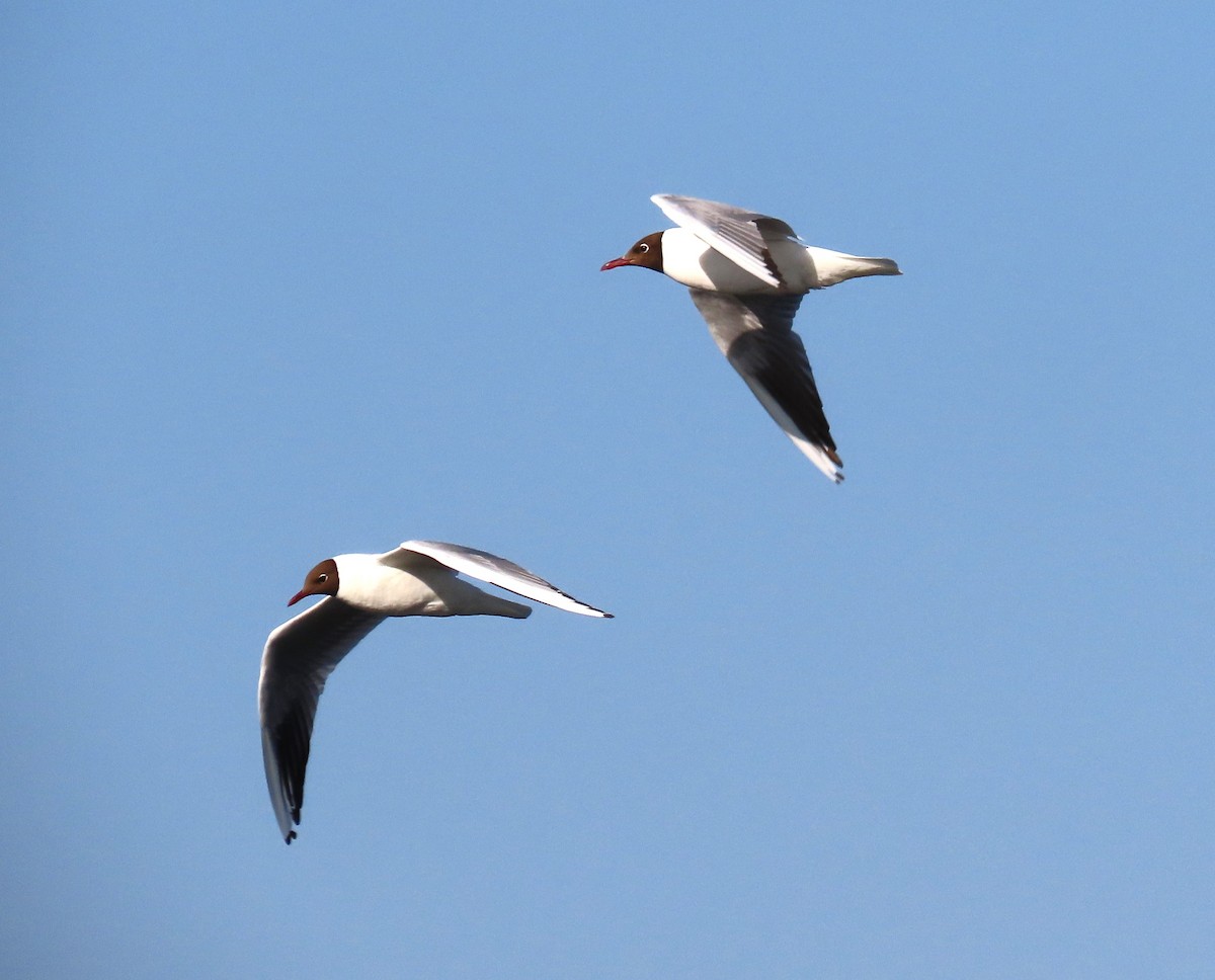 Black-headed Gull - ML592794391