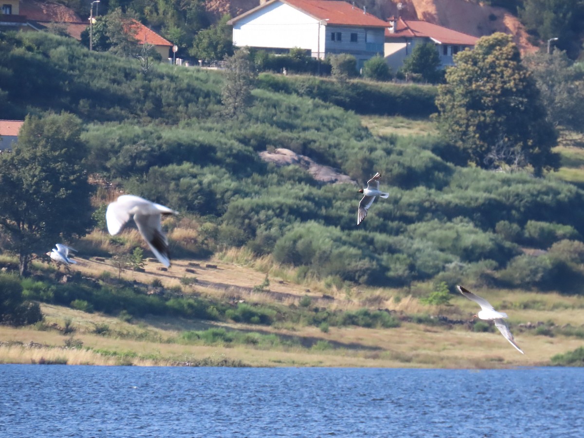 Black-headed Gull - ML592794521