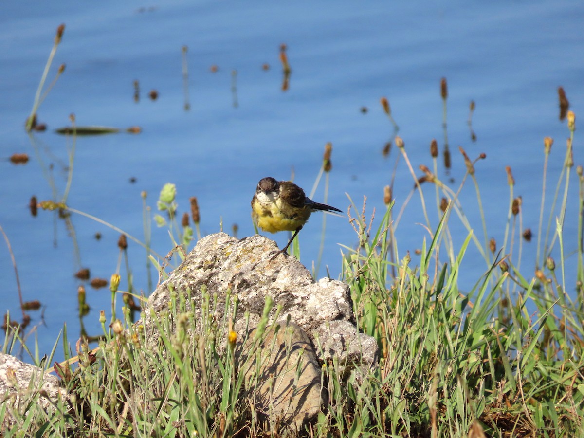 Western Yellow Wagtail - ML592794761