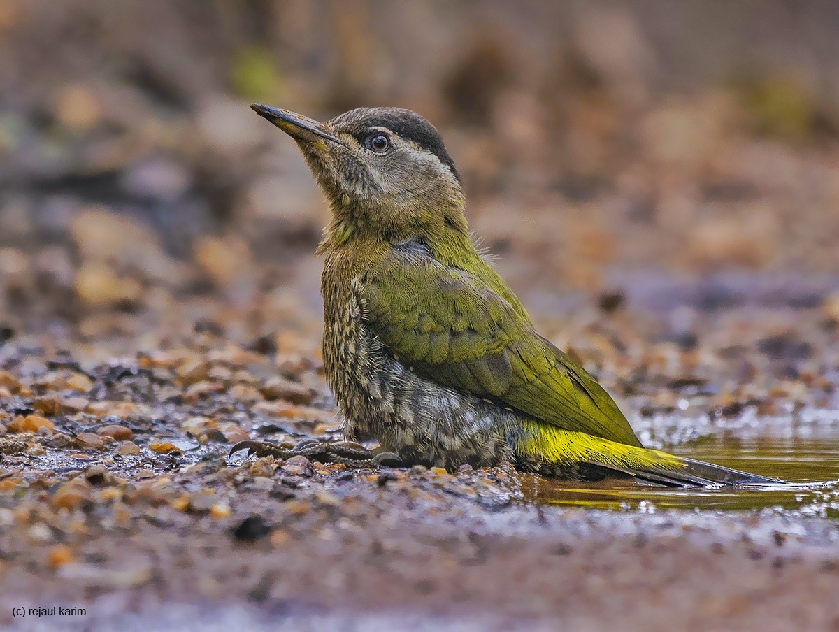 Streak-throated Woodpecker - ML592794771