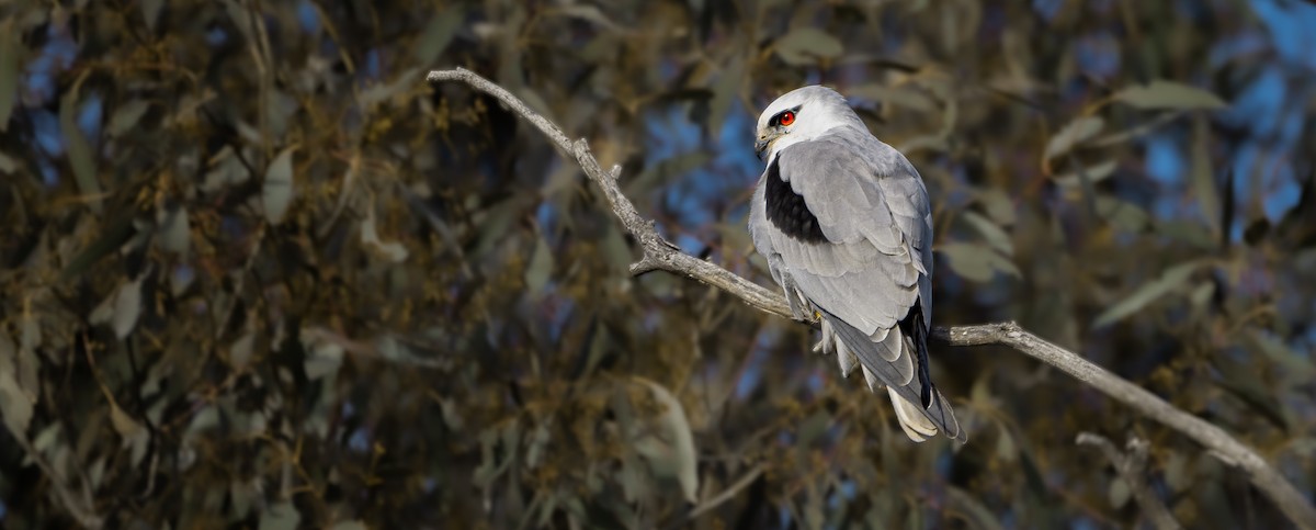 Black-shouldered Kite - ML592795171