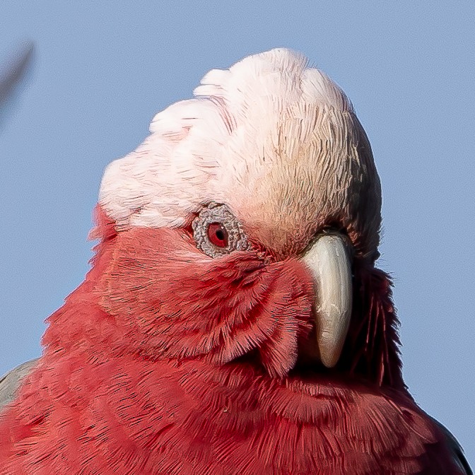 Galah - Ben Milbourne