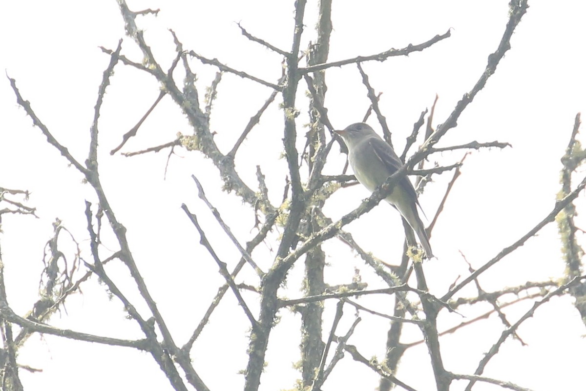 Western/Eastern Wood-Pewee - ML59279551