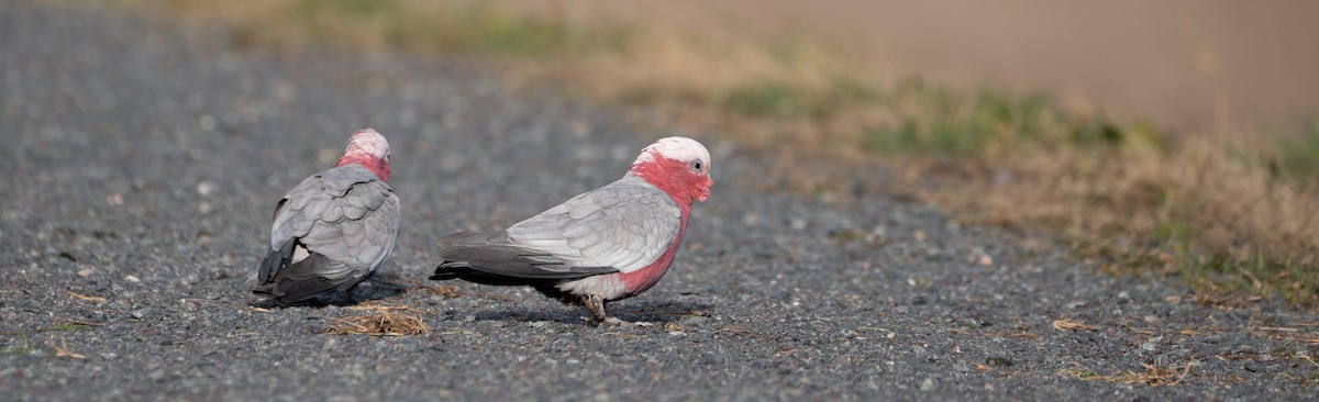 Galah - Ben Milbourne