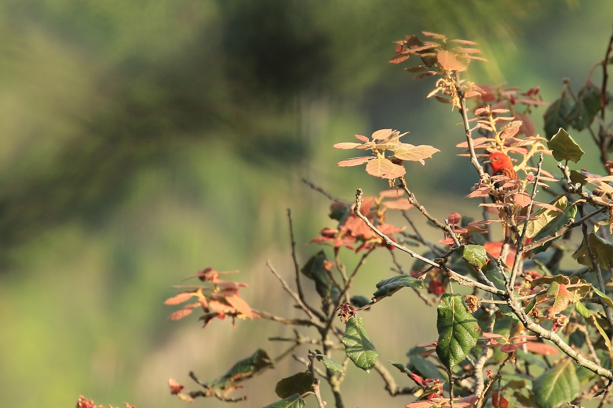 Flame-colored Tanager - ML59279601