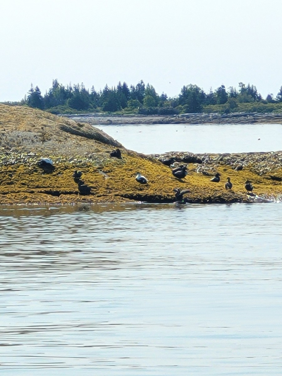 Common Eider - ML592797271