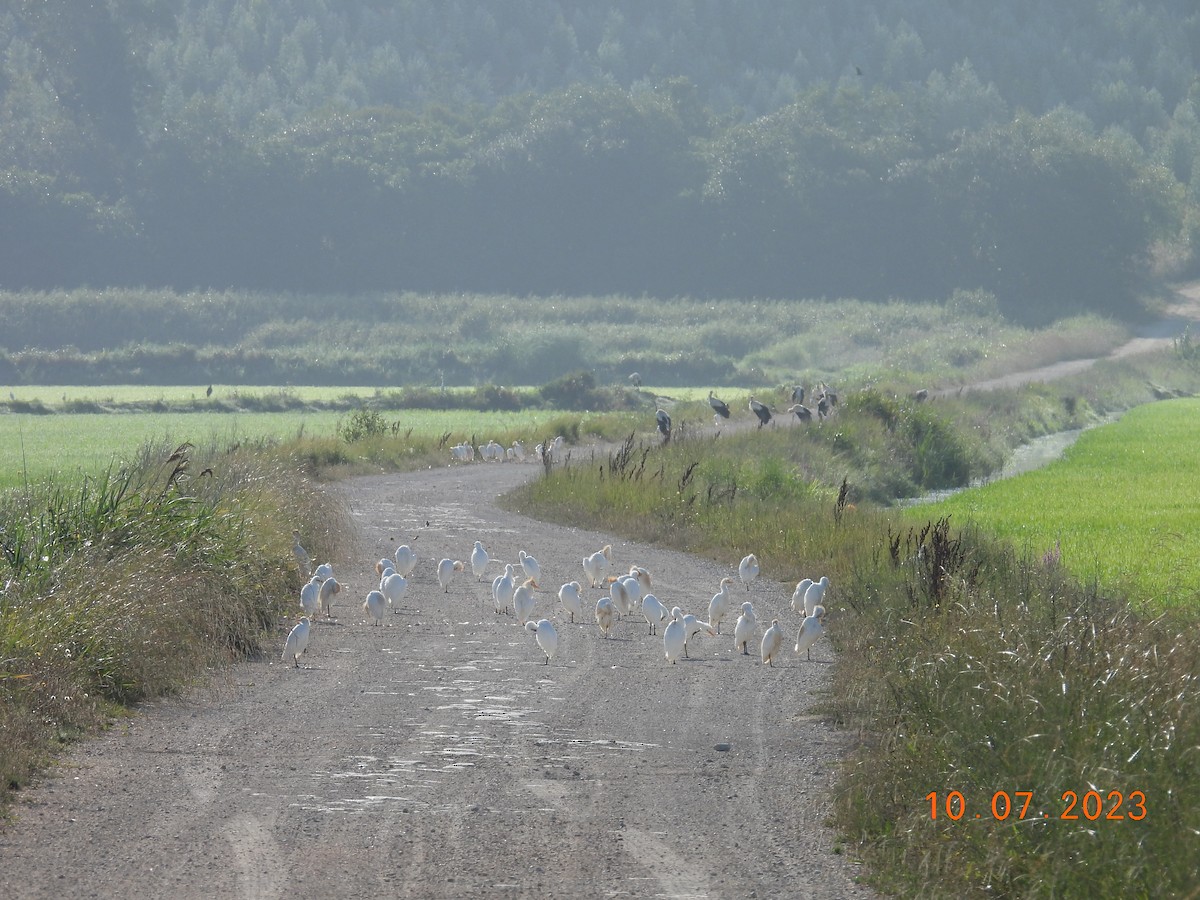 Чапля єгипетська (підвид ibis) - ML592797321