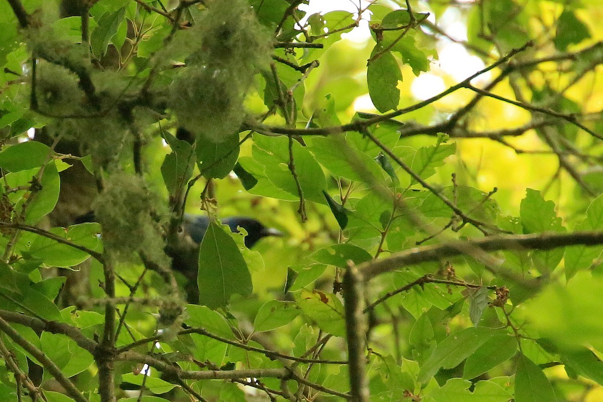 Black-throated Jay - ML59279771