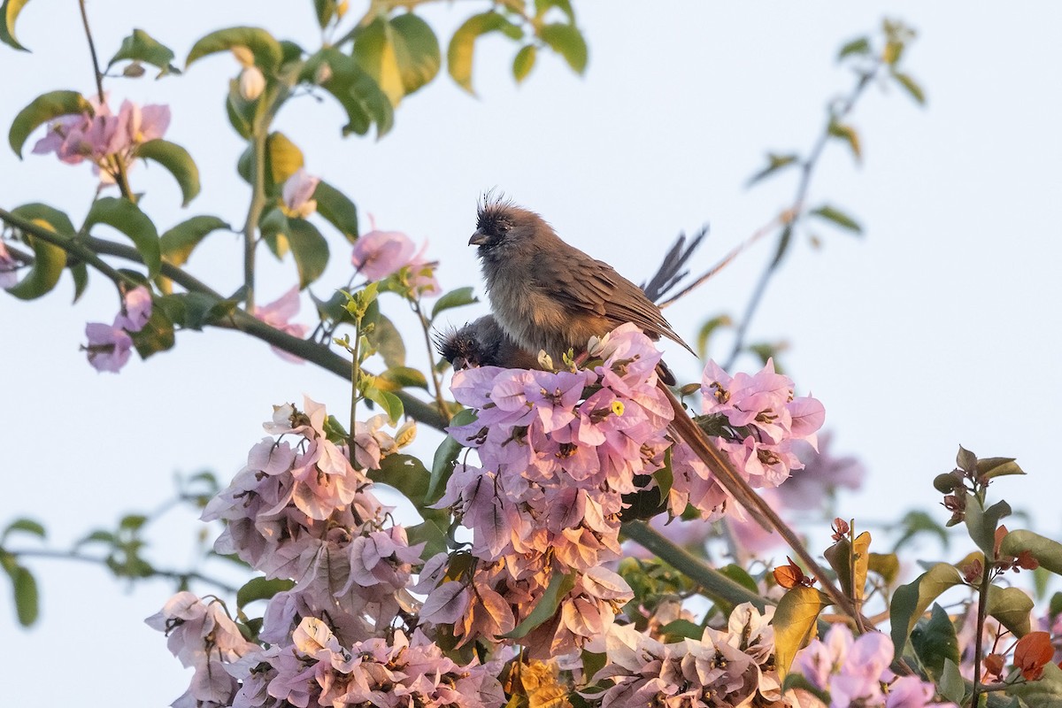 Red-backed Mousebird - Niall D Perrins