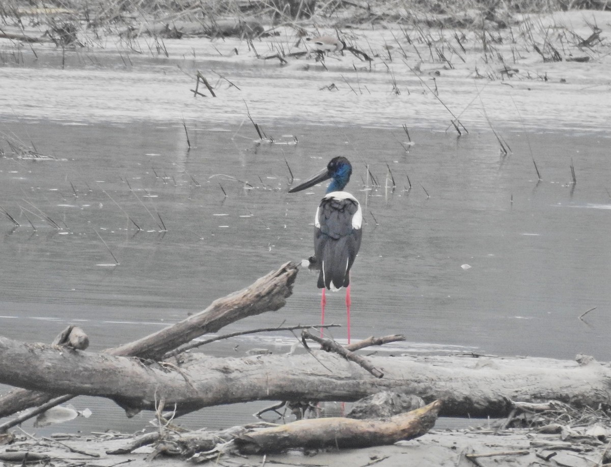 Black-necked Stork - ML592798501