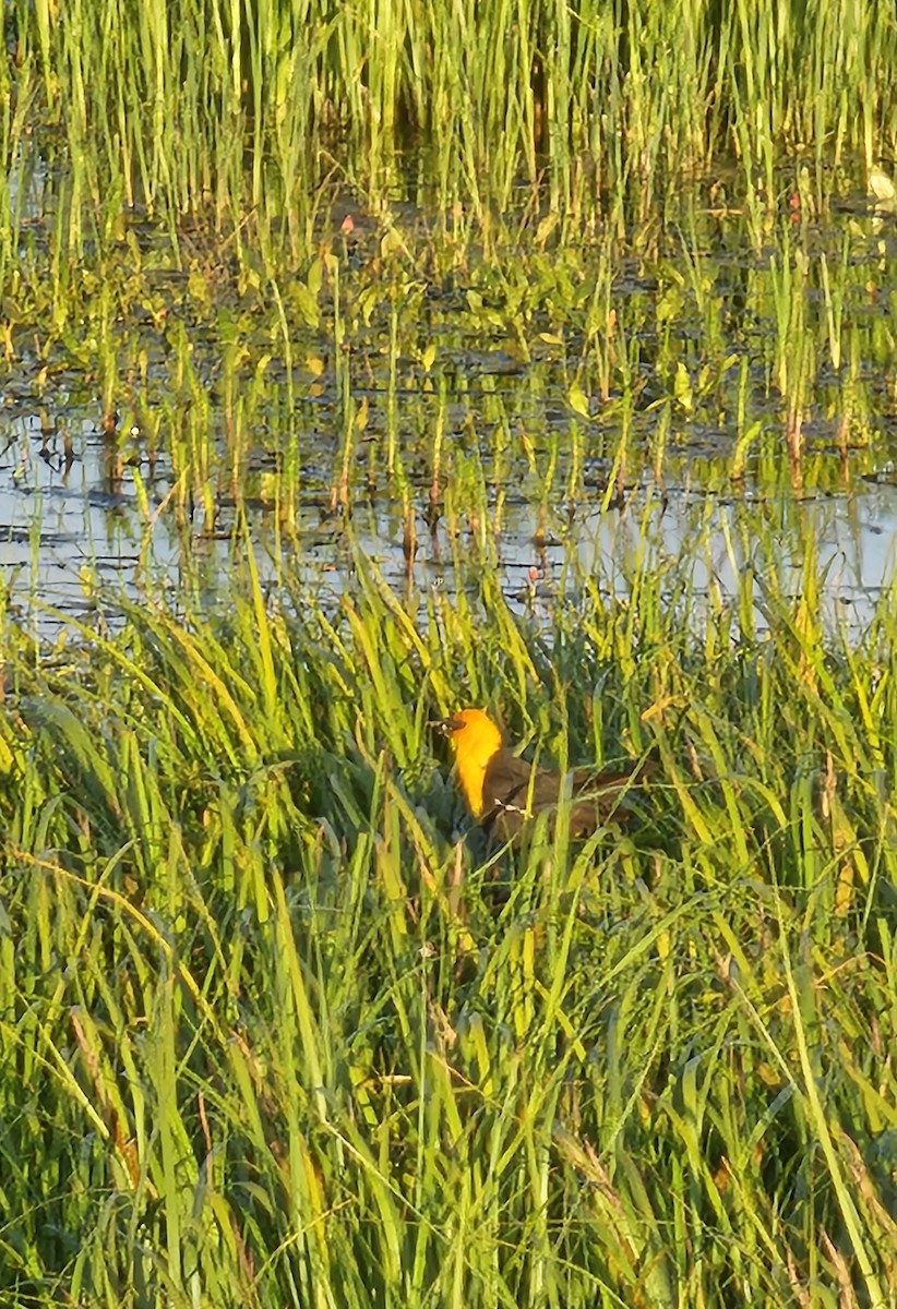 Yellow-headed Blackbird - ML592798521