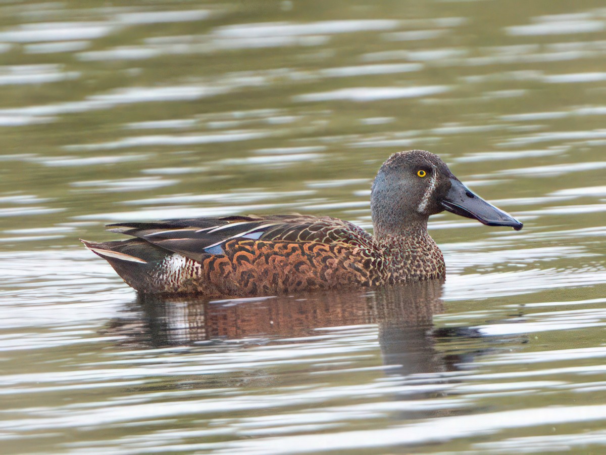 Australasian Shoveler - ML592798891