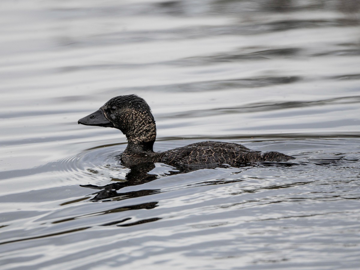 Musk Duck - ML592798921