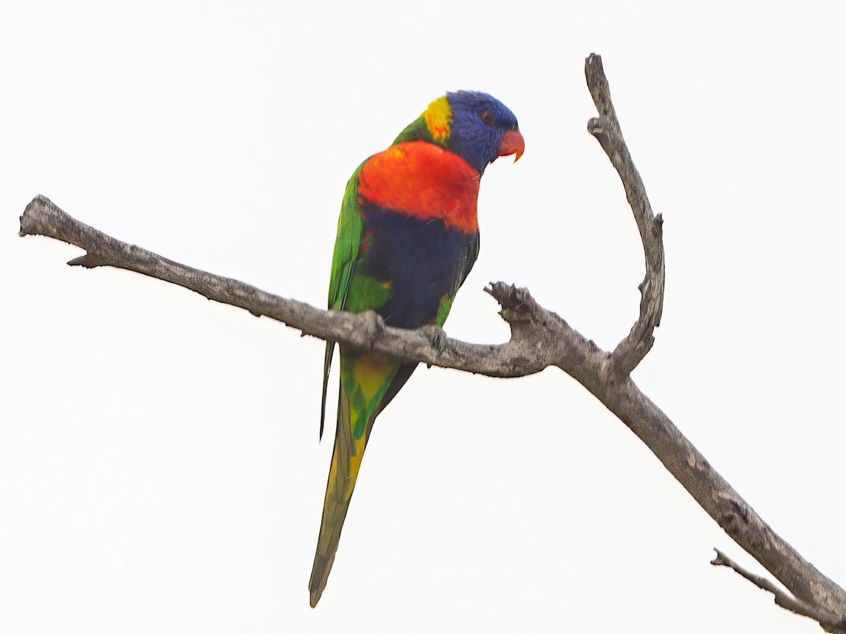 Rainbow Lorikeet - ML592798931