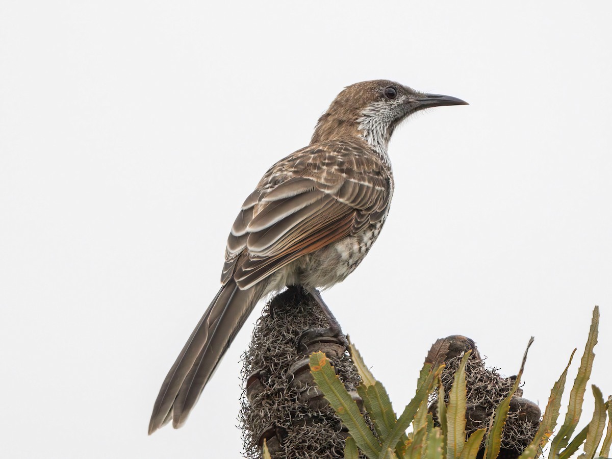 Western Wattlebird - ML592798951