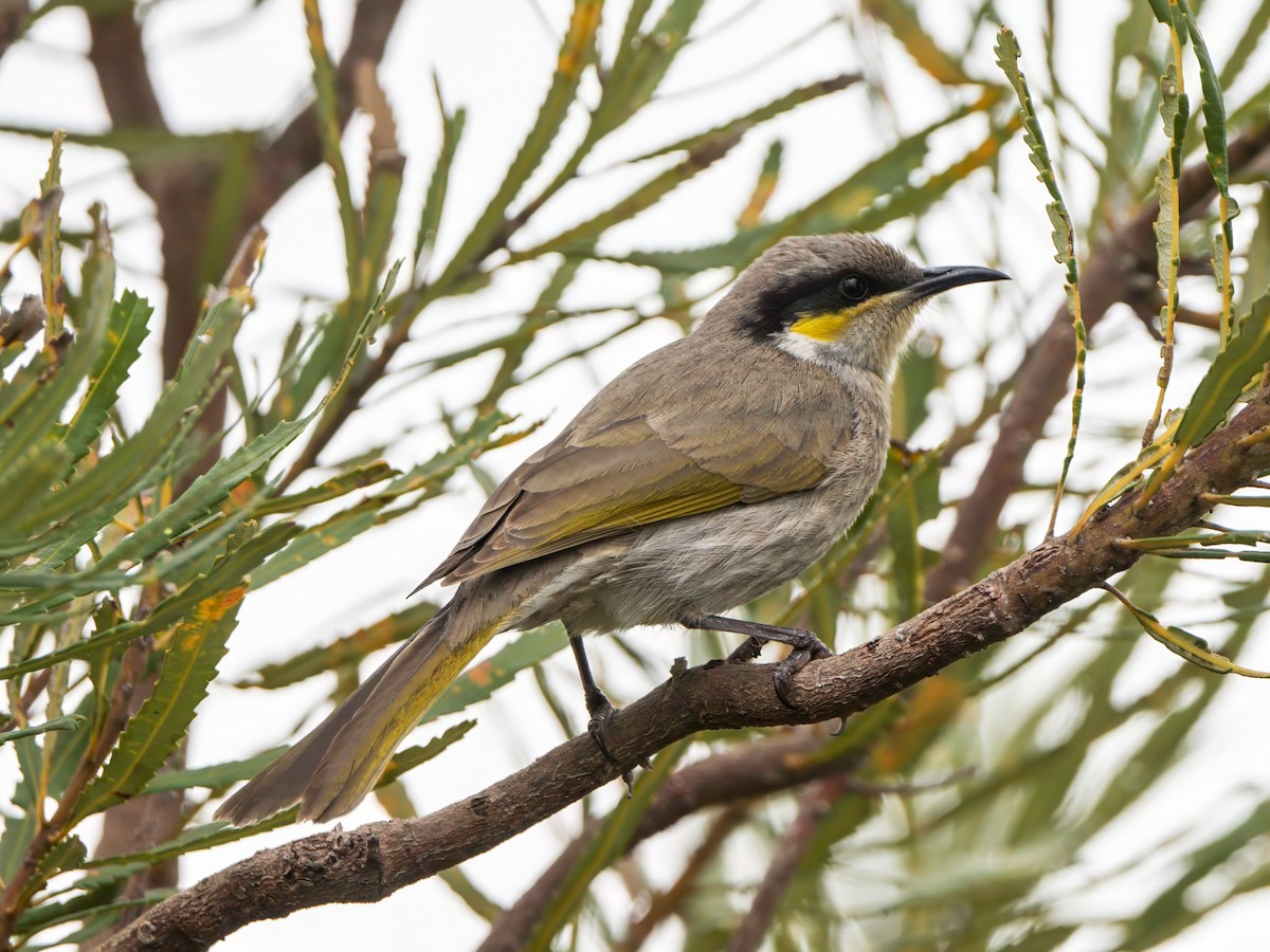 Singing Honeyeater - Michael Sanders