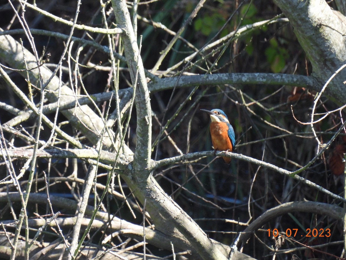 Common Kingfisher - Mário Agostinho