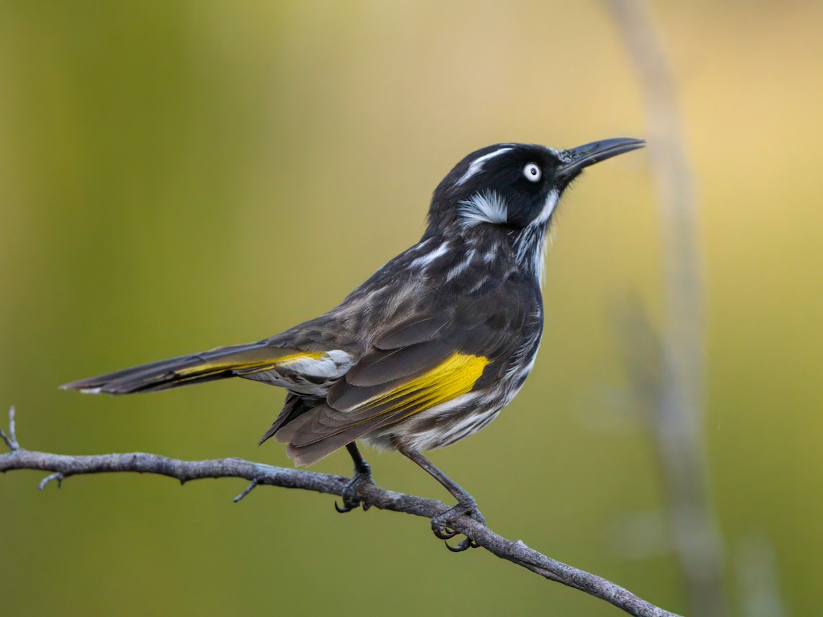 New Holland Honeyeater - Michael Sanders