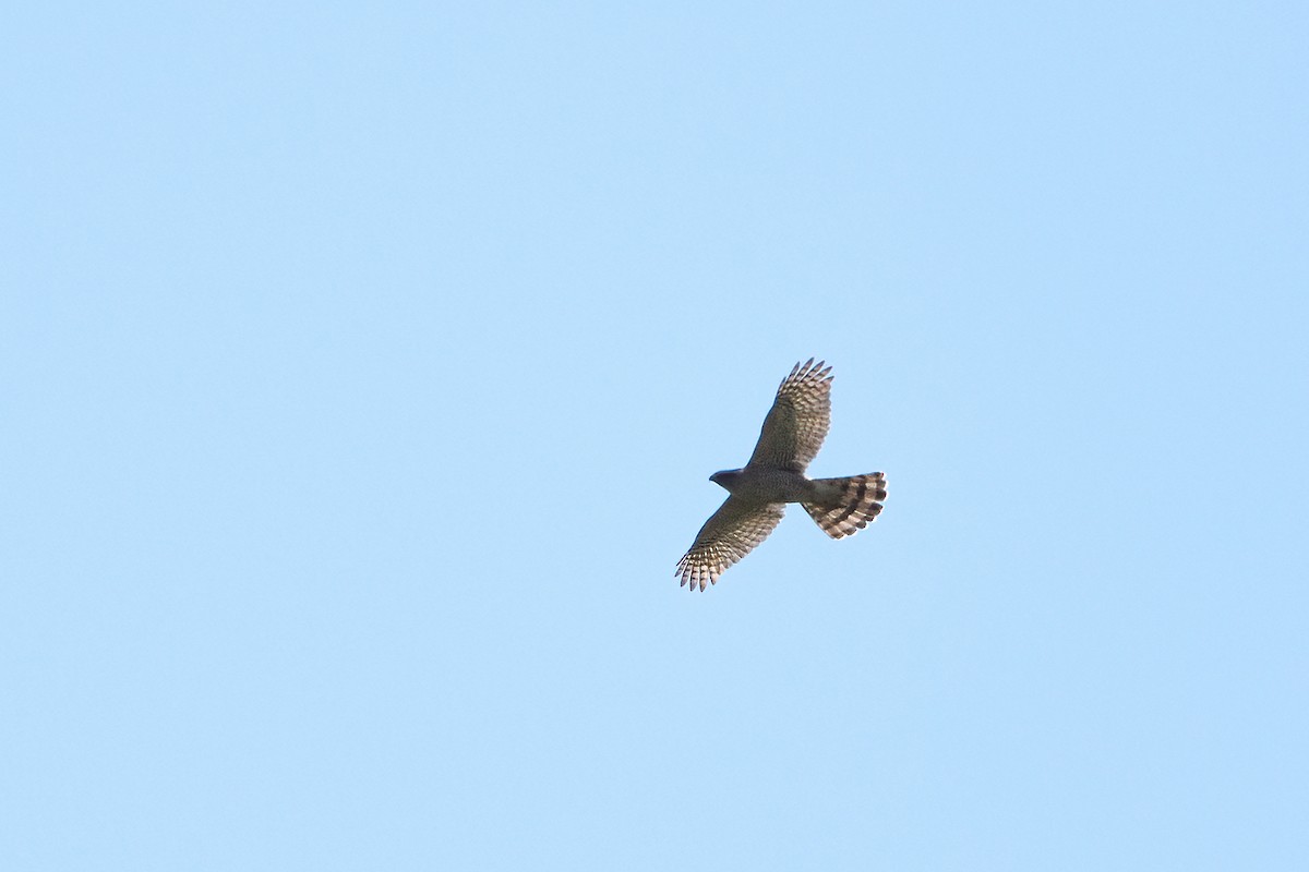 Cooper's Hawk - ML592799321