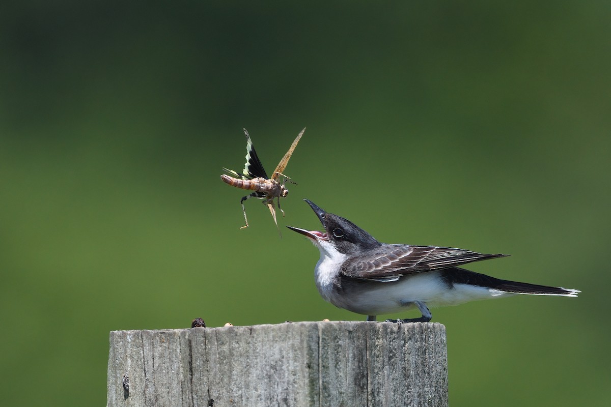 Eastern Kingbird - ML592799341